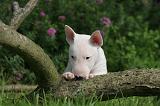 BULL TERRIER MINIATURE 182